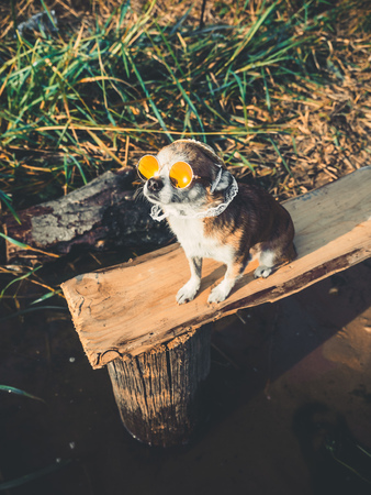Chihuahua wearing sunglasses and straw hat sits on a bench by the river enjoying the sun. Fashionable dog in a hat and glasses resting on the beachの写真素材