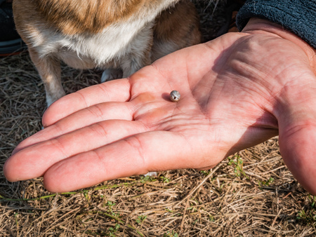 The tick engorged with blood moves on the man hand close up, swollen tick stirs in the palm of a man removed from the dog. The dog is trembling from the stress due to the extraction of the tickの写真素材