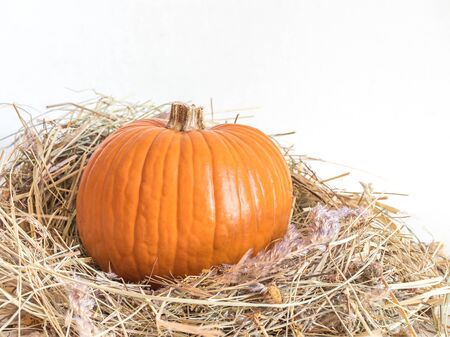 Small orange pumpkin in dry grass isolated on white background. Beautiful still life with squash in the hayの写真素材