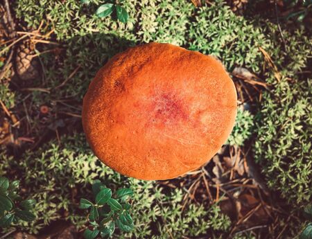 Big mushroom aspen forest in autumn top view. Forest mushroom picking season. Leccinum aurantiacum. Red-capped scaber stalk. Edible boletes. Mushrooms picking in the forest. A big beautiful mushroom with a red hat grows in a moss forest. Picking mushrooms in the forestの写真素材