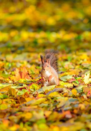 Portrait of cute squirrel sitting on the ground among the many fallen yellow maple leaves in the autumn park in St Petersburgの写真素材