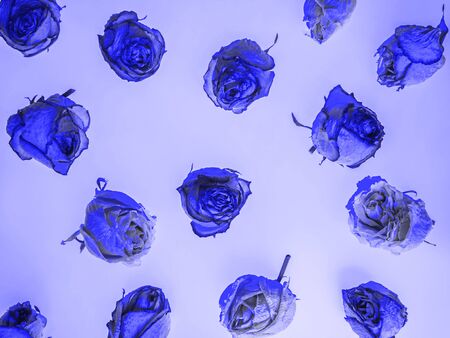 A layout of dried rose flower heads of a blue shade.の写真素材