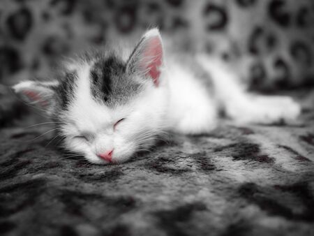 A cute little kitten sleeps in a new house on a spotted leopard color plaid. Cute sleeping kittyの写真素材
