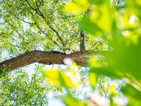 Young gray tabby cat sleeping on green tree trunk in spring sunny day. Cat outdoor. Pets in the nature. Domestic cat enjoys freedom outside the house.の写真素材