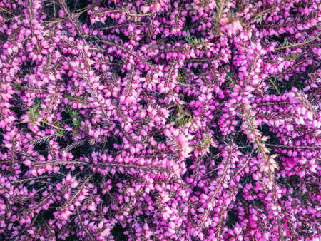 Beautiful floral heather background. Natural backdropの写真素材