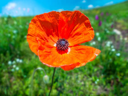 A bright red poppy flower bloomed in the field. A close-up of a poppy flower on a background of green grassの写真素材