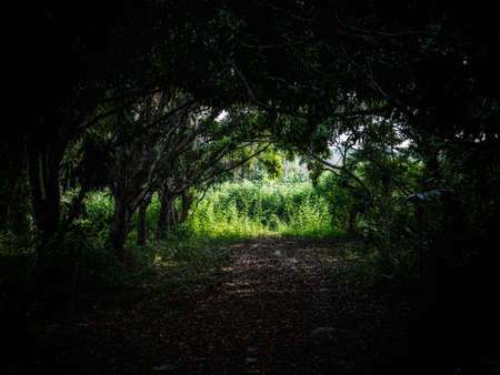 A light in the end of a tunnel. Tropical tunnel in Thailand forest.の写真素材