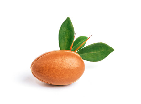 Argan nut with green leaves on isolated white background. Moroccan Argania Spinosa seed for the production of oilの写真素材