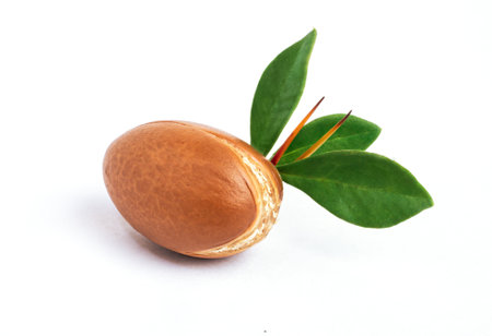 Argan nut with green leaves on isolated white background. Moroccan Argania Spinosa seed for the production of oilの写真素材