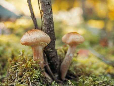 honey agaric mushrooms growing in moss in the forest. Beautiful autumn season. Edible mushrooms grow in a forest.の写真素材