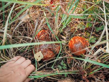 Oiler mushroom growing in moss in the forest. Beautiful autumn season. Edible butterdish mushroom.の写真素材