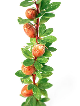 Argan nuts on a branch with green leaves and thorns on an isolated white backgroundの写真素材