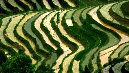 Terracesの写真素材