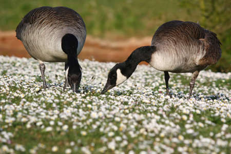 Two geese eating grass and little white flowersの写真素材