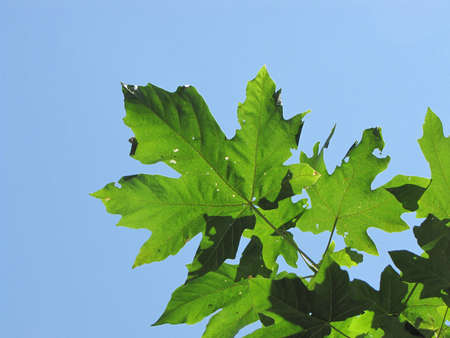 Green leaves against the blue sky      