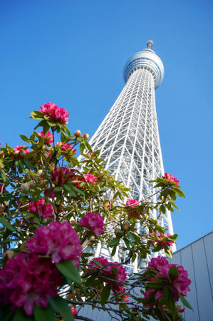 Tokyo sky tree, Japanese radio tower with pink flowersのeditorial素材