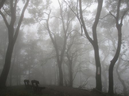 mystic forestの写真素材