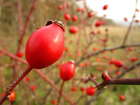 Rose hipsの写真素材