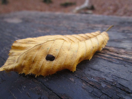 Leavesの写真素材