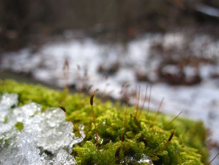 snowy mossの写真素材