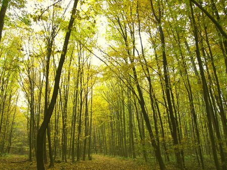 autumn forestの写真素材