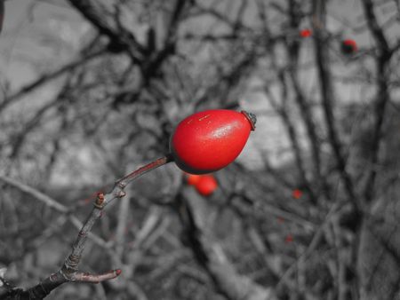 Rose hipの写真素材