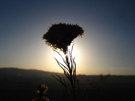 sunset flowerの写真素材