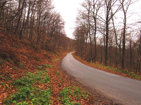 Forest Roadの写真素材