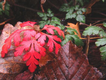 colorful leavesの写真素材