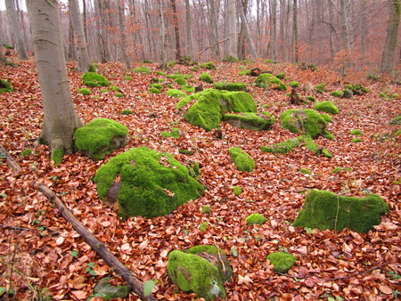 mossy stonesの写真素材