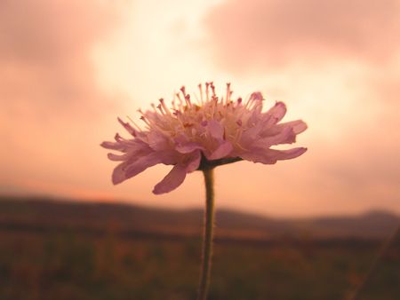 sunset flowerの写真素材