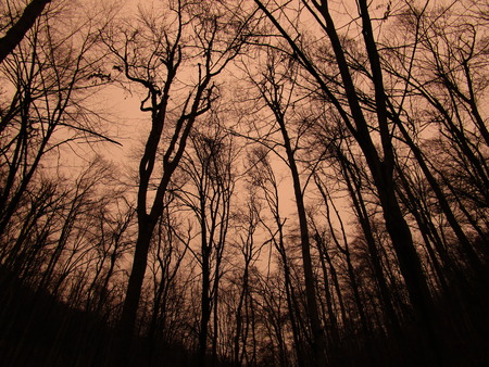 misty forestの写真素材