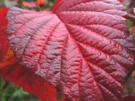 Red Leafの写真素材