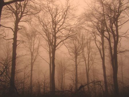 misty forestの写真素材