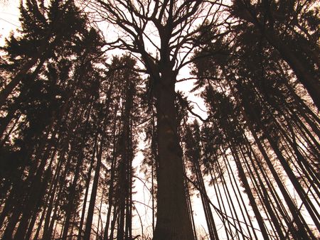 High Treesの写真素材