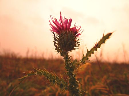 sunset plantの写真素材