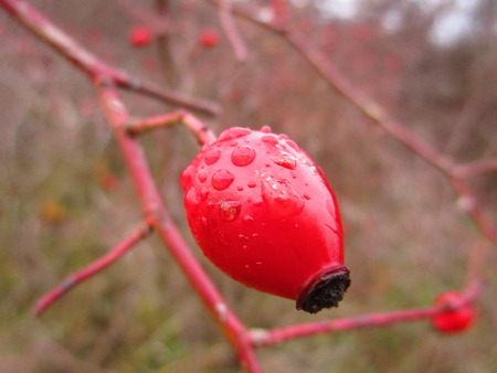 Wet rose hipの写真素材