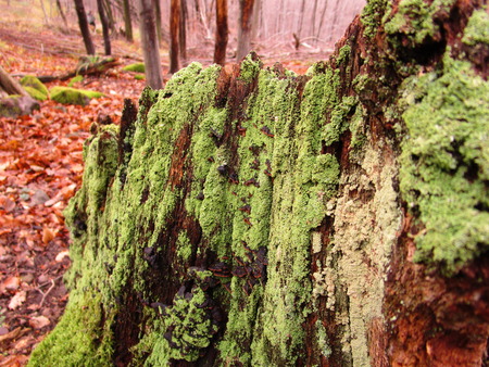 mossy logの写真素材