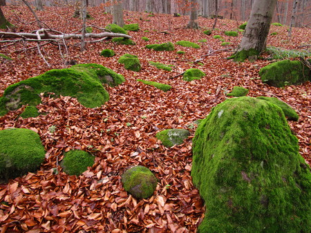 mossy stonesの写真素材