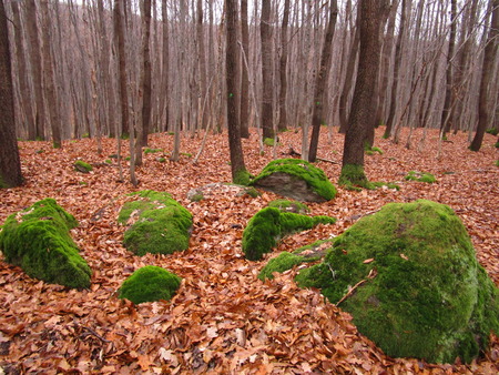 mossy stonesの写真素材