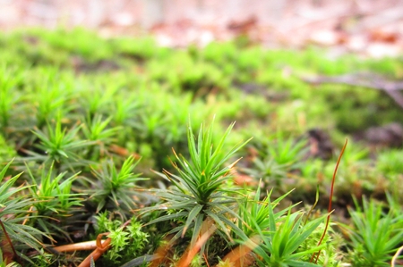 Moss macroの写真素材