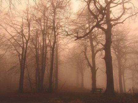 scary forestの写真素材