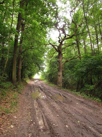 Acaciasの写真素材