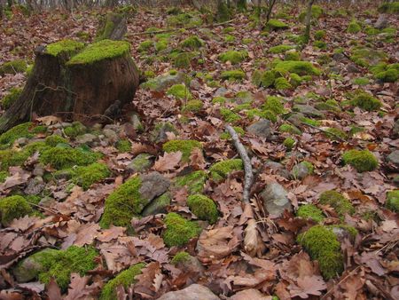 mossy stonesの写真素材