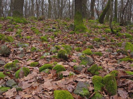 mossy stonesの写真素材