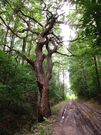 Acaciasの写真素材