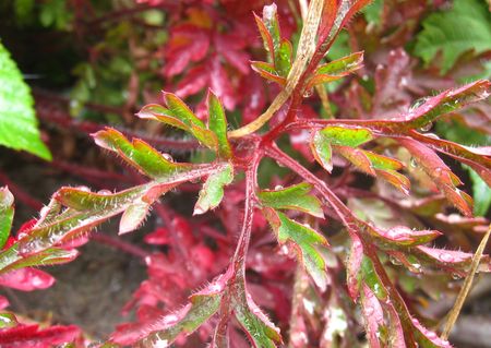 colorful plantsの写真素材