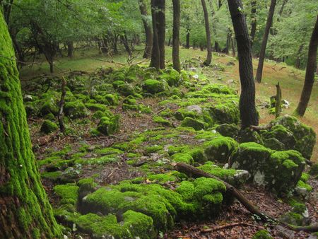 beautyful greenの写真素材