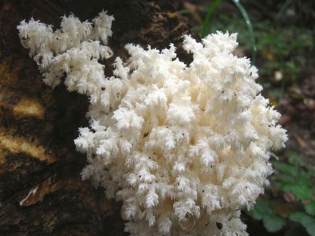 beautyful fungusの写真素材