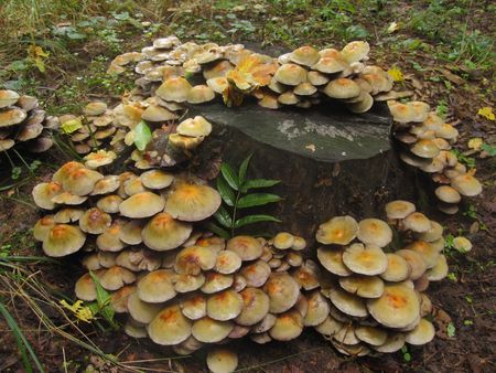 nice tree fungusの写真素材